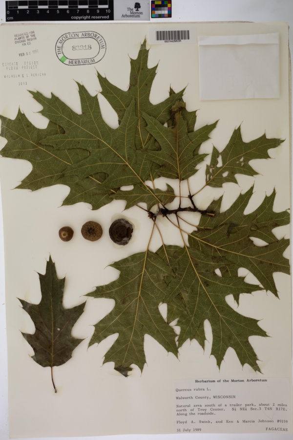Quercus rubra image