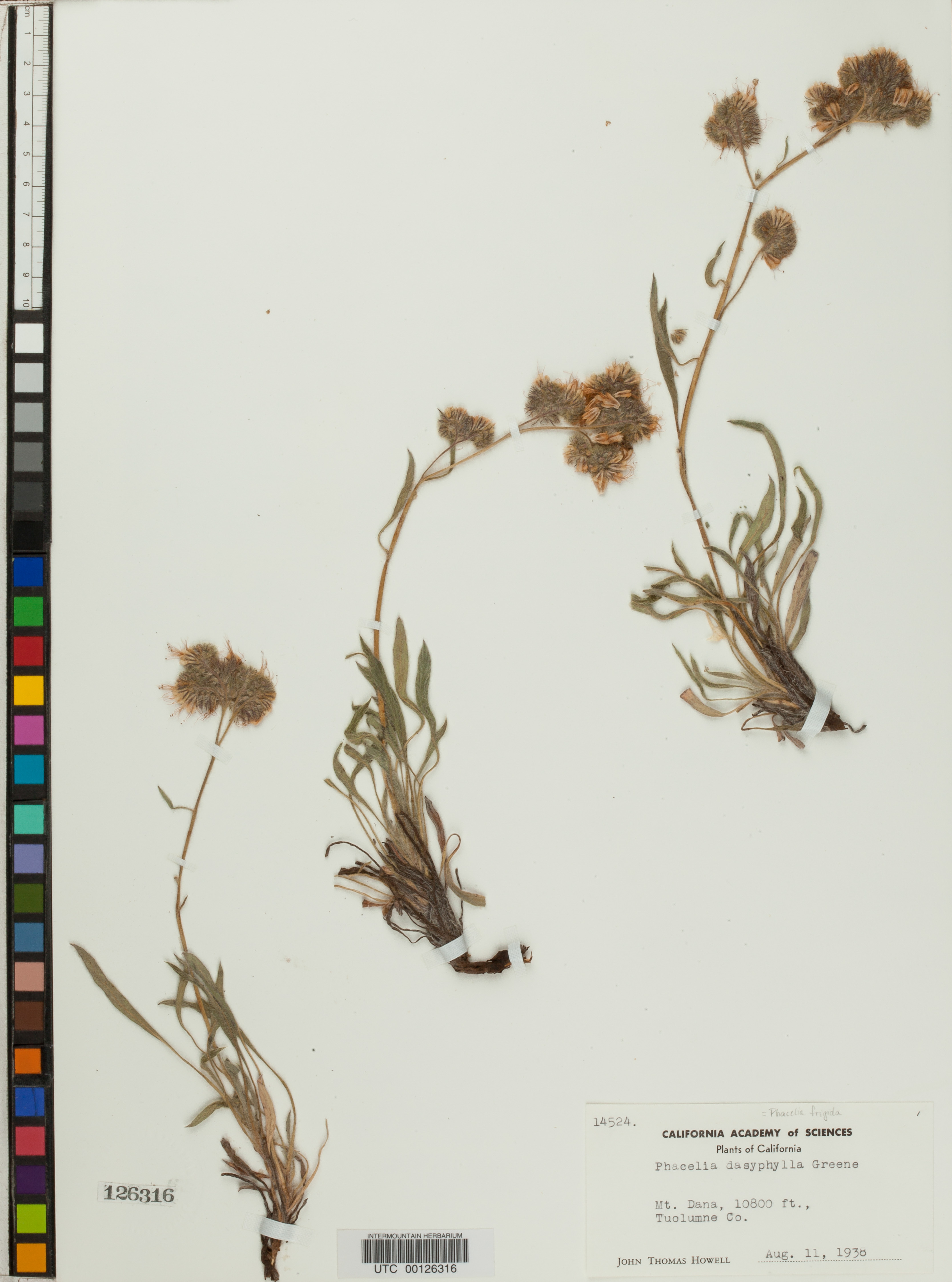 Phacelia dasyphylla image