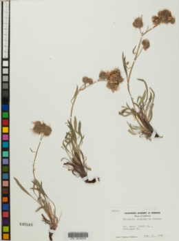 Image of Phacelia dasyphylla