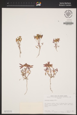 Trifolium palmeri image