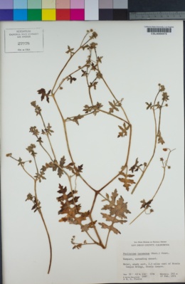 Pholistoma racemosum image