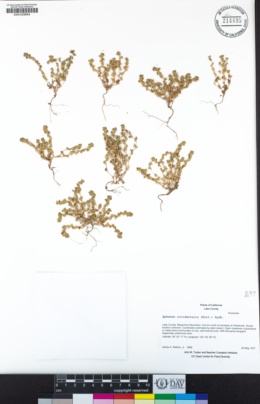 Aphanes arvensis image