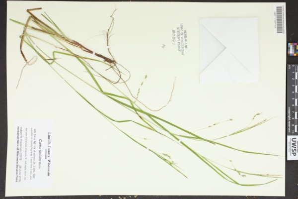 Carex debilis image
