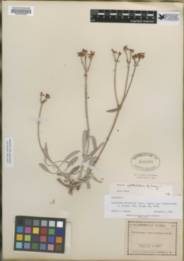 Eriogonum nudicaule image