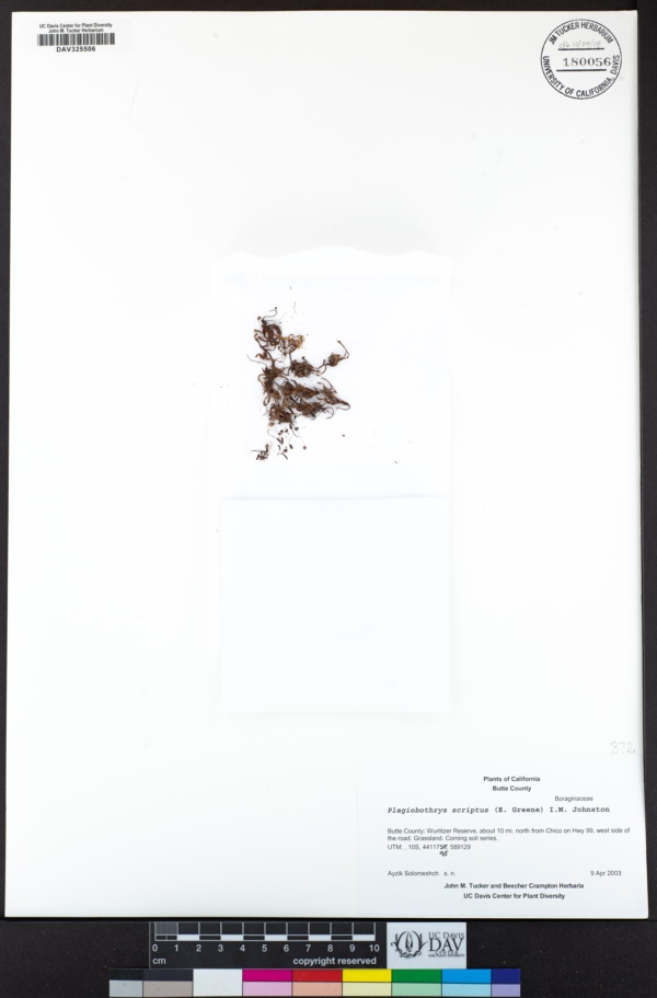 Plagiobothrys scriptus image