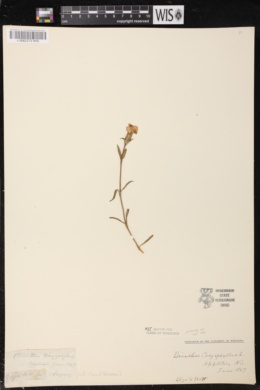 Dianthus caryophyllus image