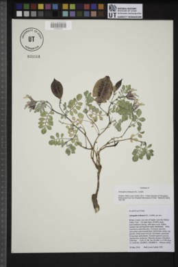 Astragalus kelseyae image