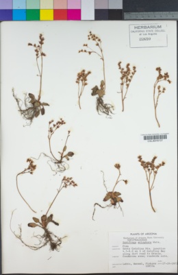 Micranthes eriophora image