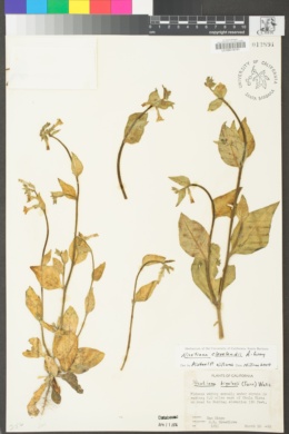 Nicotiana clevelandii image