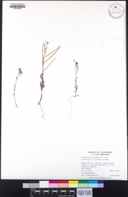 Streptanthus glandulosus subsp. pulchellus image