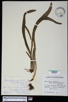Ophioderma falcatum image