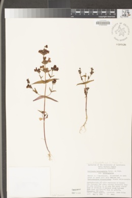 Collinsia heterophylla image