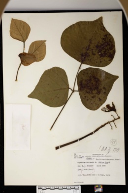 Erythrina variegata image