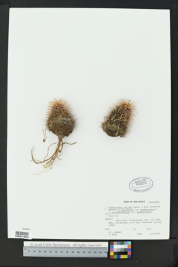 Echinocereus lloydii image