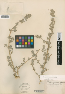 Chenopodium inamoenum image
