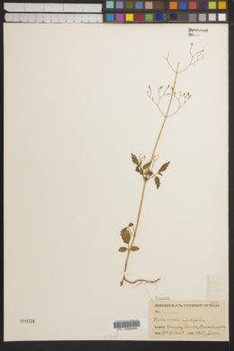 Valeriana sorbifolia image