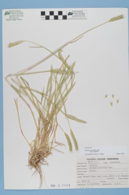 Hordeum pusillum subsp. pusillum image