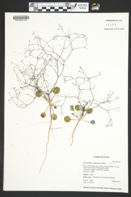 Eriogonum subreniforme image