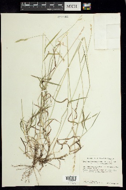 Brachypodium mexicanum image