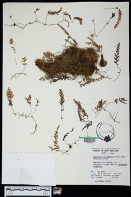 Hymenophyllum malingii image