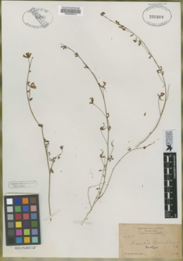Image of Syrmatium watsonii