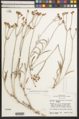 Eriogonum hylophilum image