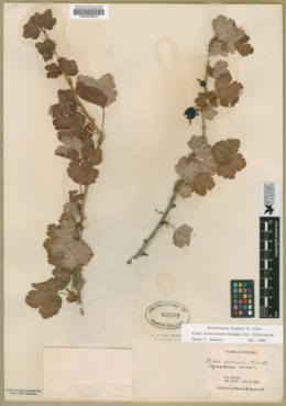 Ribes divaricatum var. divaricatum image