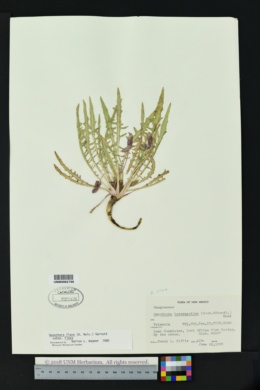 Oenothera flava var. flava image