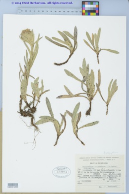 Image of Pseudognaphalium liebmannii