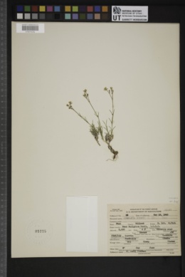 Eremogone kingii subsp. kingii image