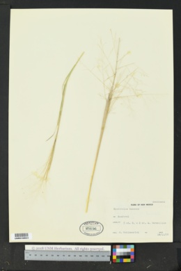 Sporobolus texanus image