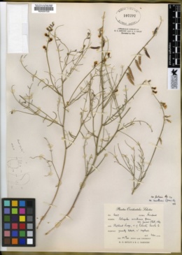 Astragalus convallarius var. finitimus image