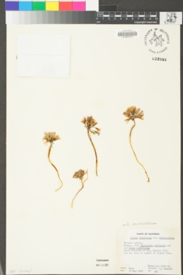 Allium carinatum subsp. carinatum image