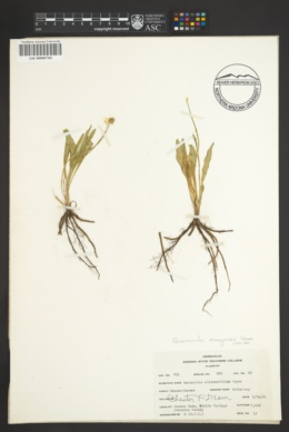 Image of Ranunculus oreogenes