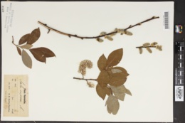 Salix crassijulis image