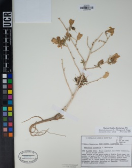 Image of Mentzelia inyoensis