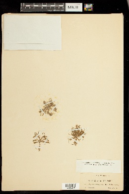 Coleanthus subtilis image