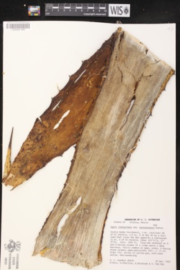 Agave inaequidens subsp. barrancensis image