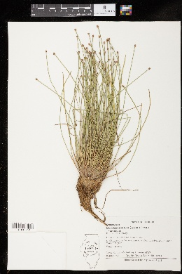 Eleocharis obtusa var. obtusa image