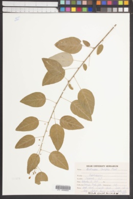 Image of Andrachne cordifolia