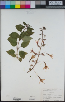 Fuchsia hybrida image