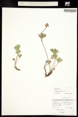 Image of Anemone globosa