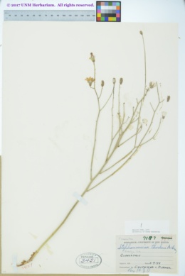 Stephanomeria thurberi image