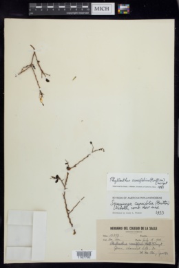 Image of Phyllanthus cuneifolius