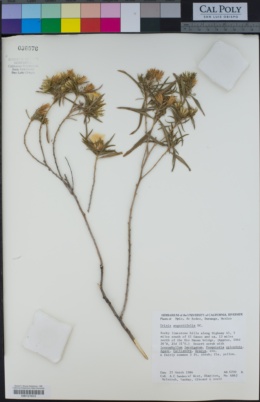 Trixis angustifolia image