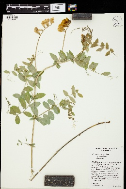 Lathyrus pauciflorus var. pauciflorus image
