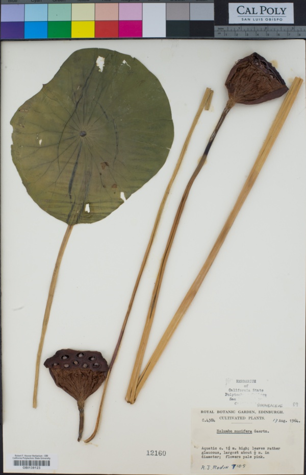 Nelumbonaceae image