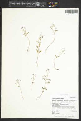 Image of Lopezia gracilis