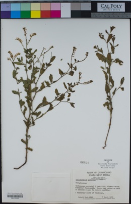 Image of Heliotropium ciliatum