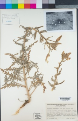 Oenothera deltoides subsp. howellii image